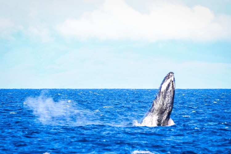 During the height of whale season you can readily view whale activity at any time of day just by standing on shore and looking out to sea. Ten Facts About Whale Watching In Maui The Captain S Log