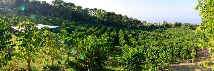 Coffee farms that organize tours on the big island · rooster farms · kuaiwi farm · sunshower farms · heavenly hawaiian · mountain thunder · buddha's . Karmasu Coffee Estate Farm Karmasu Kona Coffee