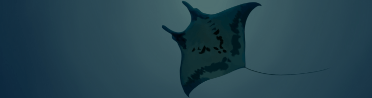 Else chords hits 2000 bis 2010 rezept. Manta Ray Snorkel Kona Big Island Manta Tours Kona Style