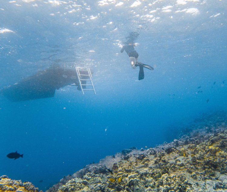 List of snorkeling spots near kona; Snorkel Tours And Private Charters In Kona Hawaii Hawaiian Adventures