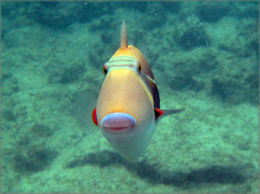 Two step at honaunau · kealakekua bay · kahaluʻu beach park · magic sands beach park (la'aloa) · king kam (kamakahonu) beach · the beach at honokohau . Kona Condo Still De Best Snorkel Beach On The Big Island