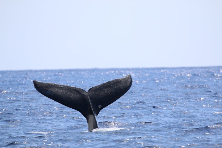 Includes soda, water and dry snacks · friendly . Big Island Whale Watch Tours Departing Out Of Kona Hawaiian Adventures
