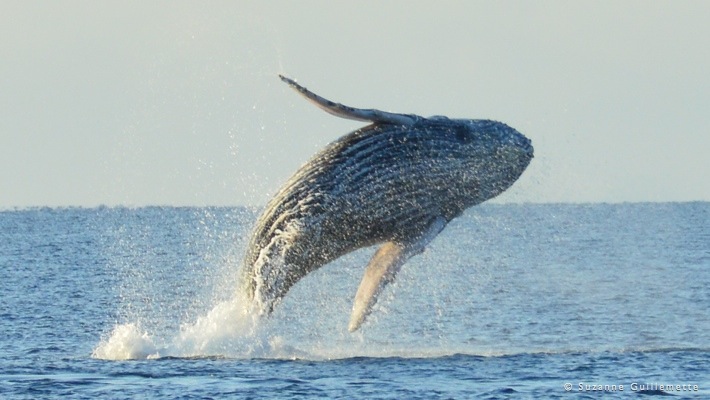 JPG Watching the wildest whales of all off scotland's wildest coast. Whale Watching Tour Best Dolphin Snorkel Tours Hawaii Best Manta Ray Night Snorkel Tour