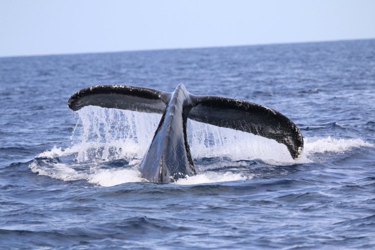 Have the amazing, memorable opportunity to charter a powerful 28' . Big Island Whale Watch Tours Departing Out Of Kona Hawaiian Adventures