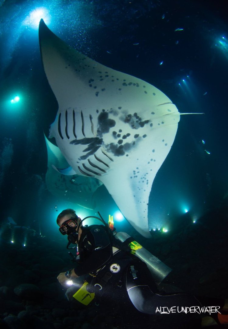 The water here is between 20 and 30 feet deep, so it's an excellent spot for manta ray night snorkeling and diving tours. Kona Diving Ecoadventures