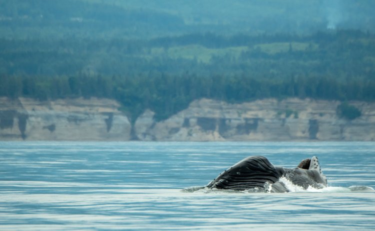 As the weather begins to warm and daylight increases we observe the gray whales on the northbound half of their . Humpback Comeback Continues In 2021 As Whales Return To Salish Sea Pacific Whale Watch Association