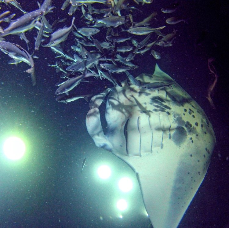 This 2 hour 30 minute boat and snorkel tour is guaranteed to be the highlight of your hawaiʻi vacation! Manta Ray Night Snorkel Kailua Kona Hawaii Tahoe Fabulous