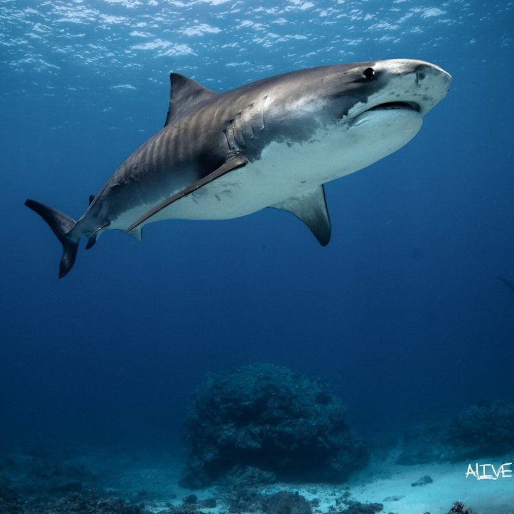 Snorkeling is one of the most popular things to do on the big island of hawaii. Kona Diving Ecoadventures