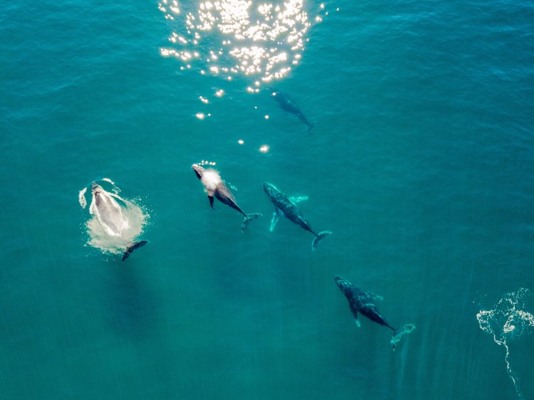 There are many advantages to cruising the hawaiian coast with us on our private charters in kona; Where To See Whales In Kona My Hawaii Hostel