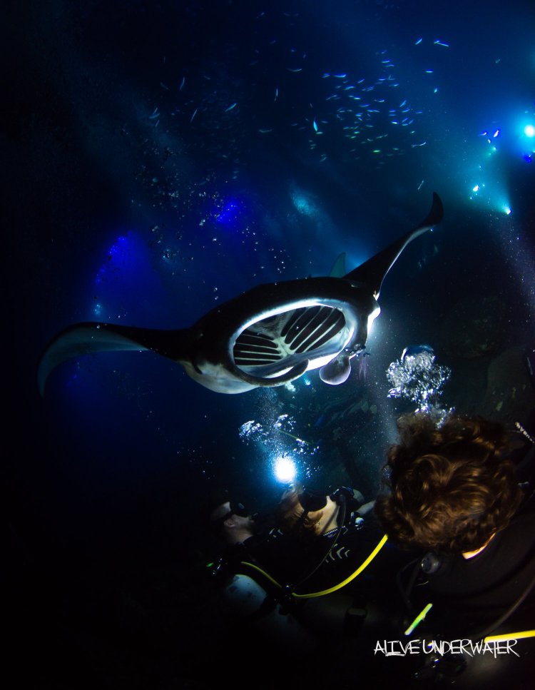 Photo Click here to learn more about keauhou manta ray night snorkel keauhou manta ray night snorkel; Manta Ray Dives Of Hawaii