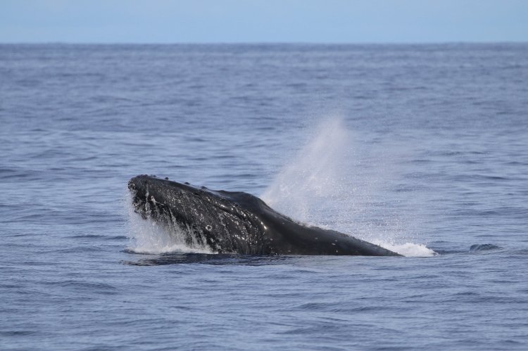 Montague island tours with narooma charters enjoy an island tour today! Big Island Whale Watch Tours Departing Out Of Kona Hawaiian Adventures