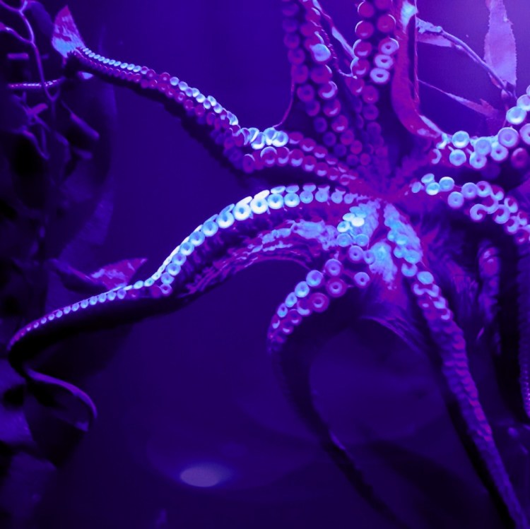 Admission to ka moana lu'au oceanfront . The Ecological Problem With Octopus Farming By Ritoban Mukherjee Onezero