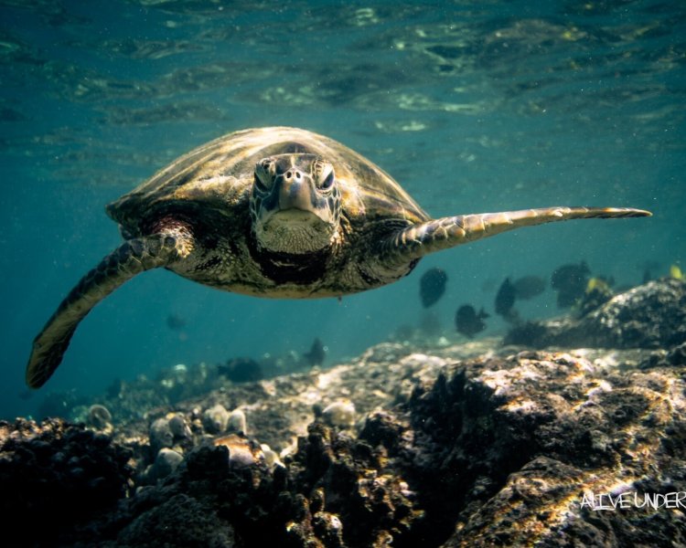 Book your captain cook snorkeling tour now to swim with dolphins, turtles and more! Capt Cook K Bay Snorkel Manta Ray Dives Of Hawaii