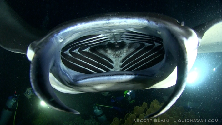 Find what to do today, this weekend, or in january. Manta Ray Snorkel Tour Best Dolphin Snorkel Tours Hawaii Best Manta Ray Night Snorkel Tour