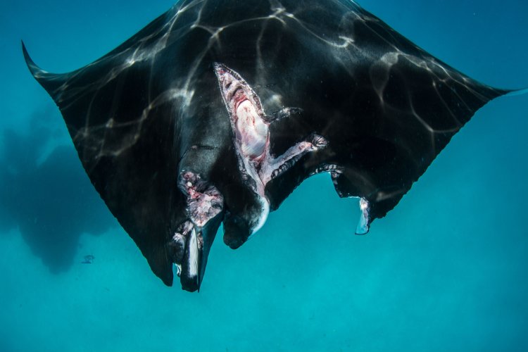 Dec 02, 2021 · dubbed the world’s largest natural aquarium, this dive is a great opportunity to cozy up to manta rays, playful dolphins and at least eight species of shark. Other Human Originated Threats Manta Trust