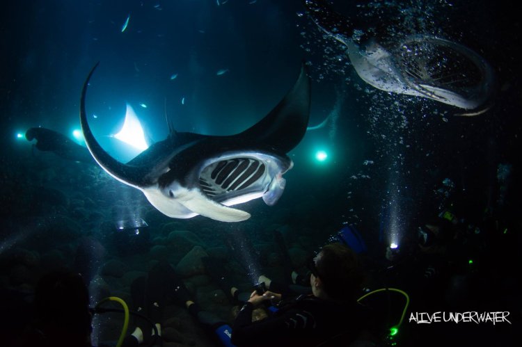 Globe visit kona on the big island to swim and dive with manta rays. Manta Ray Night Snorkel Manta Ray Dives Of Hawaii