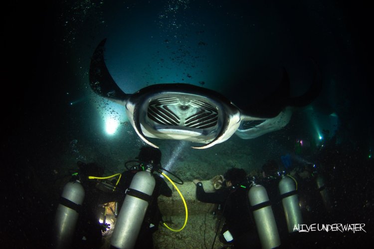 Manta ray night snorkels, daily private family fishing & snorkel trips, seasonal whale watching and all your custom/private charters. Manta Ray Night Snorkel Manta Ray Dives Of Hawaii
