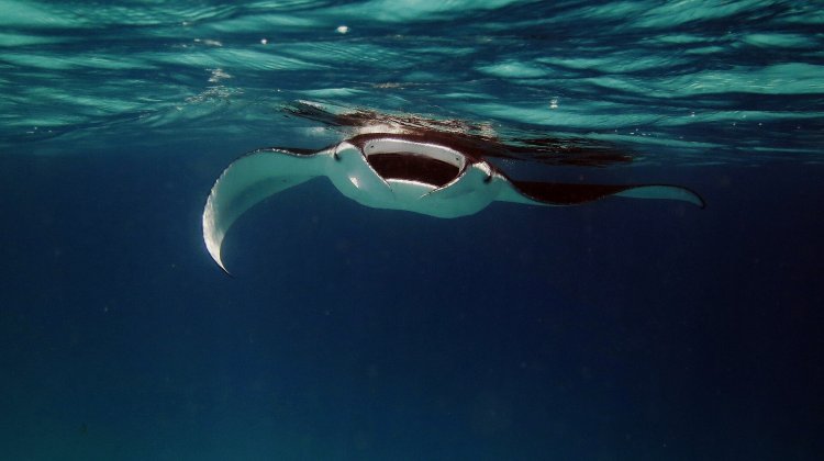 The recession has generated a lot of new terms. Don T Touch Manta Rays When Snorkeling Kona Style