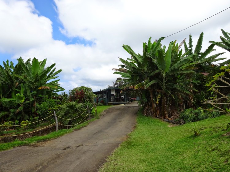 Buddha's cup · best workshop tour: Goth Gourmande Greenwell Coffee Farms Kona Hawaii