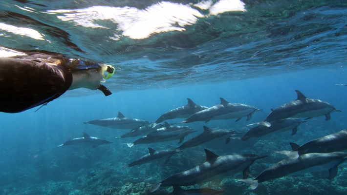 If you buy from a link, we may earn a commission. Best Dolphin Snorkel Tours On The Big Island Of Hawaii Dolphin Swim Hawaii Puako Best Night Manta Ray Snorkel Manta Ray Dive Dolphin Swim Whales