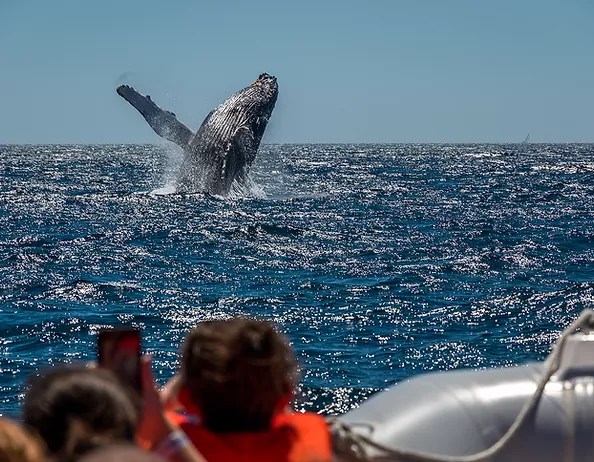 Dolphin swim kona, dolphin excursions hawaii, swim with wild dolphins in puako, hi. The Best Kona Snorkel Tours Kona Boat Tours