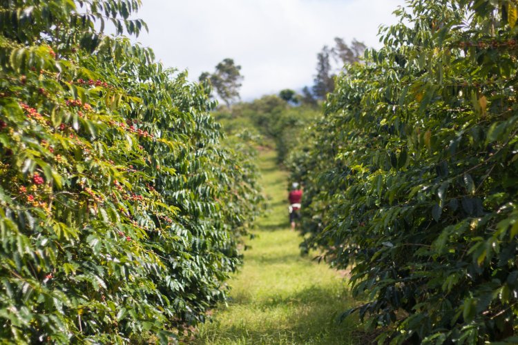 Yet the courageous farmers along the kona coffee belt road made their stand. Careers Kona Coffee And Tea Company