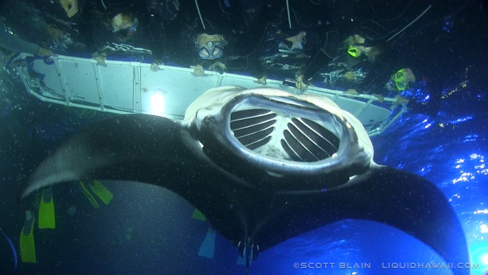 Power raft snorkel tours to kealakekua bay plus a kona coast cruise. Manta Ray Snorkel Tour Best Dolphin Snorkel Tours Hawaii Best Manta Ray Night Snorkel Tour