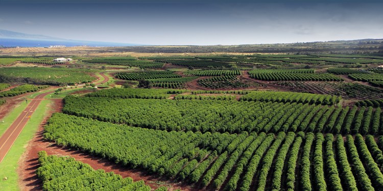 Picture Then explore the coffee mills and see how the beans are processed. Ka Anapali Coffee Farms Real Estate Lots In Maui Hawaii