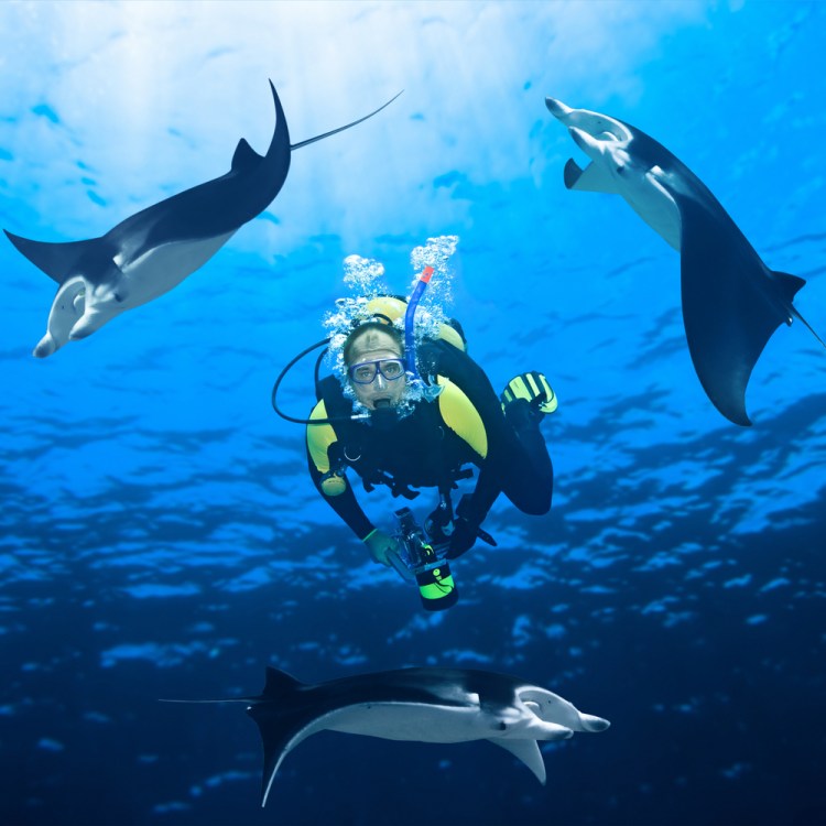Manta ray night snorkeling made it into my top 5 best life experiences list. Manta Ray Nights Snorkel Dives Big Island Vacation Services