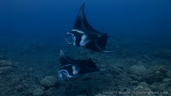 Photo They do have a video presentation inside where you can sit and watch various topics on telescopes and stargazing. Manta Ray Snorkel Tour Best Dolphin Snorkel Tours Hawaii Best Manta Ray Night Snorkel Tour