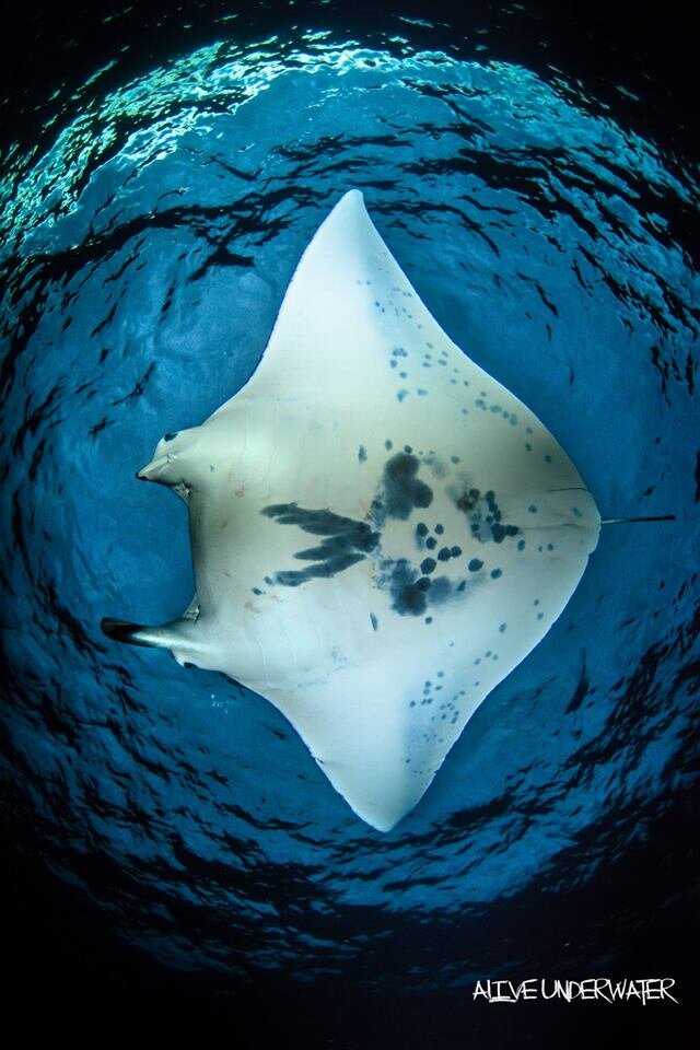 JPG Swimming and snorkelling with manta rays is not an everyday event for you; Manta Ray Night Snorkel Manta Ray Dives Of Hawaii