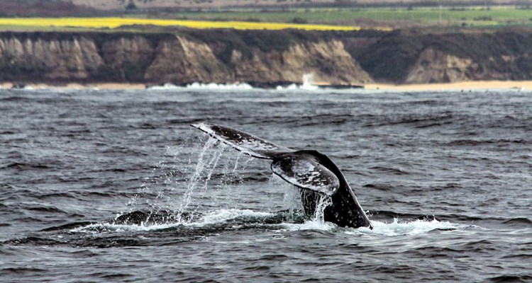 A whale of a time, even. It S Whale Watching Season At Half Moon Bay Mavericks House