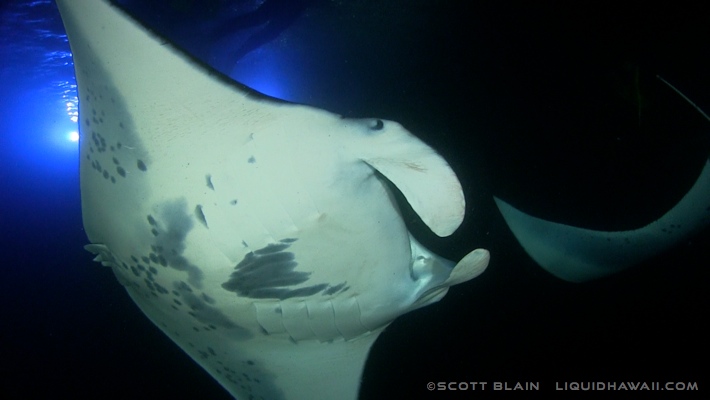 No children under 5 years of age; Manta Ray Snorkel Tour Best Dolphin Snorkel Tours Hawaii Best Manta Ray Night Snorkel Tour