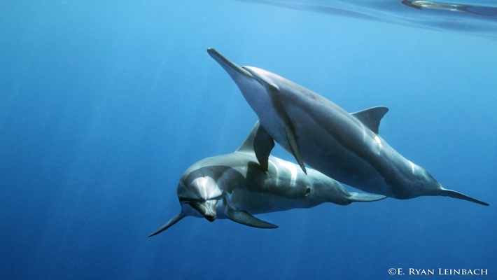We are a hawaiian owned and operated ocean activities company, offering you the best ocean adventures and sight seeing tours in hawaii. Best Dolphin Snorkel Tours On The Big Island Of Hawaii Dolphin Swim Hawaii Puako Best Night Manta Ray Snorkel Manta Ray Dive Dolphin Swim Whales