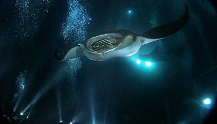 5.0 star rating · big island divers. Night Dive With Manta Rays Chasing A Sun