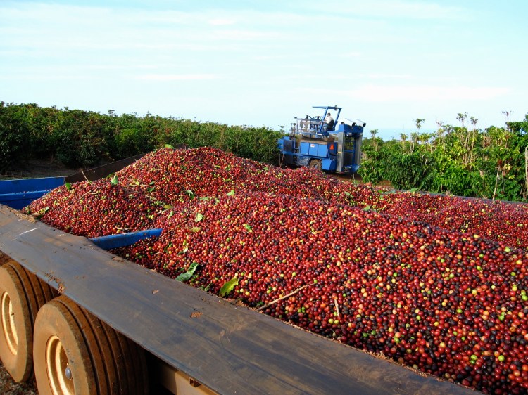 Sunshower farms is one of the only kona coffee farms with light roast kona coffee. Mauigrown Coffee