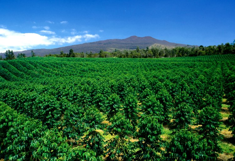 By far the largest was james dole’s hawaiian pineapple company (often shortened to hapco), with vast plantations on oahu and lana`i and a cannery in honolulu, employing about 3,000 permanent and 4,000 seasonal employees. Farm Kona Coffee And Tea Company