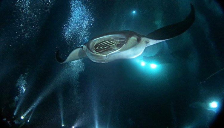 One of the strangest and most unique dives, on par with the manta ray dive, kona is home to some deep waters nearby. Night Dive With Manta Rays Chasing A Sun