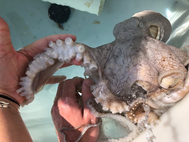 A facility that releases juvenile fish into the … Blog Boldly Go Travel