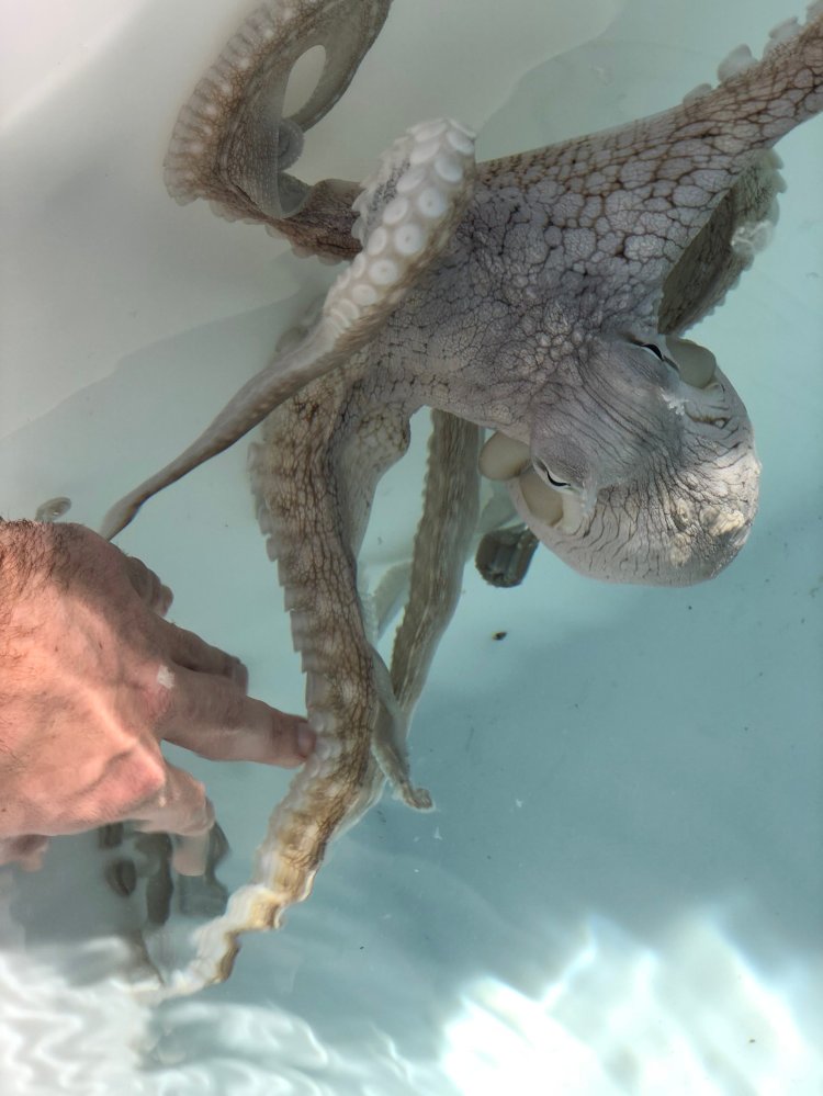 Kanaloa octopus farm is located on the big island of hawai'i, behind the kona international airport, in the hawai'i ocean science and technology park. Blog Boldly Go Travel