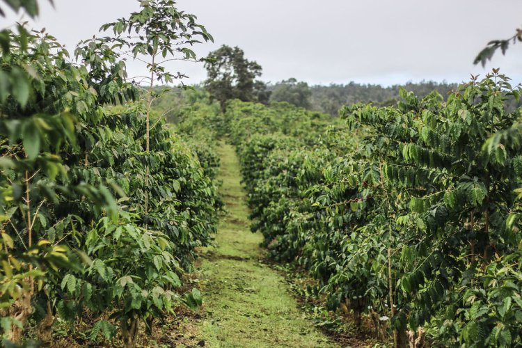 Kona coffee tours are a great way to break up the beach days on . Farm Kona Coffee And Tea Company