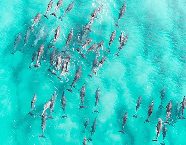 Swim with manta rays and snorkel kona's beautiful reefs in style. The Best Kona Snorkel Tours Kona Boat Tours