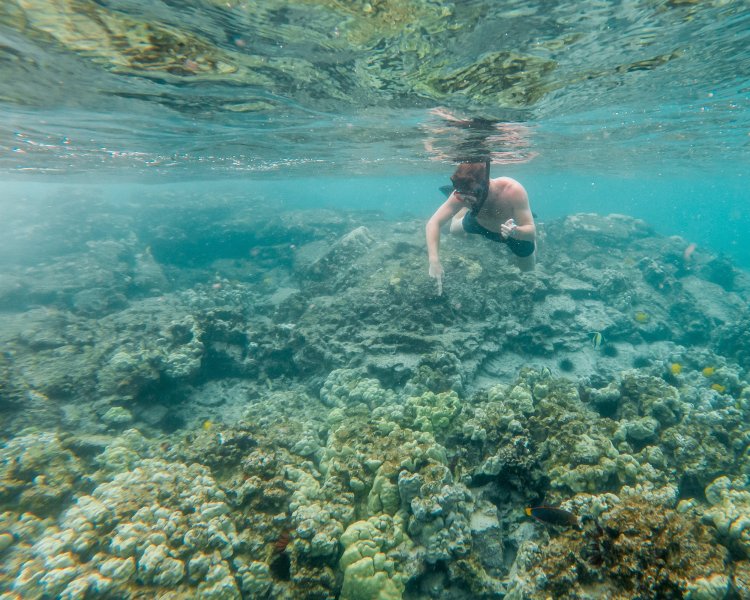 Photo Have had plenty to write home about. Hawaiian Adventures World Class Kona Whale Watch And Snorkeling Tours