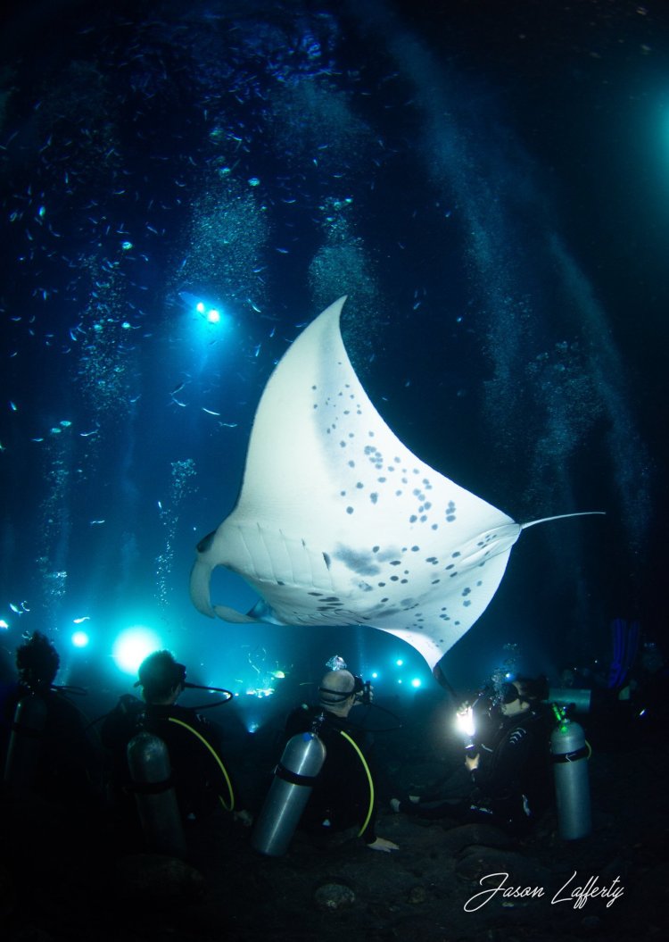 Adults and children (ages 5+) are welcome. Manta Ray Dives Of Hawaii