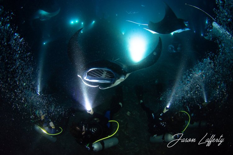North of keahole point, kona, hawaii ; Manta Ray Night Snorkel Manta Ray Dives Of Hawaii