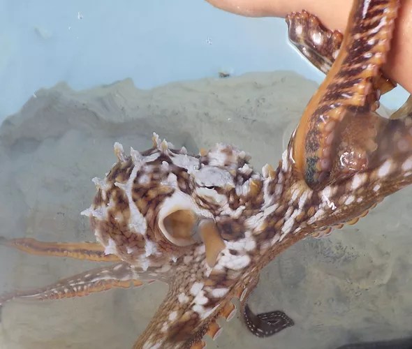 Big island circle tour and volcano: Home Kanaloaoctopus