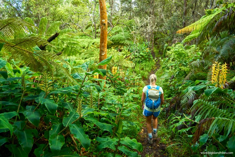 Hawaii hawaiians are increasingly feeling the effects of diabetes. Makaula O Oma Trails Big Island Hikes