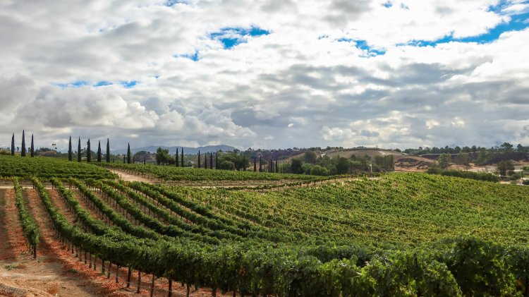 We've pretty much heard it all. Temecula Wine Tasting On A Budget Local Wally S Guide To San Diego