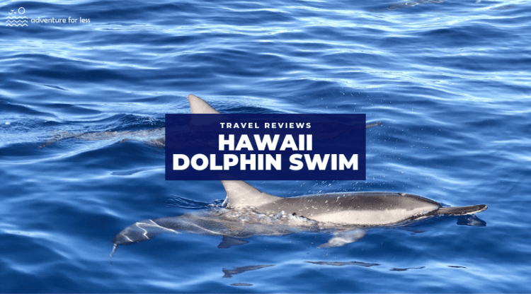 Adventurers can enjoy these exciting snorkeling trips with the chance to see manta rays or coral reefs ; Swim With Dolphins In Hawaii Into The Blue Dolphin Review Adventure For Less