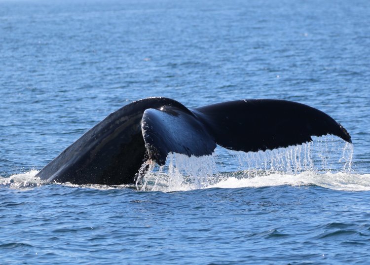 Watch from the shore, or book a tour to get a closer look! Whale Watching And Snorkel Tours In Kona Hawaii Hawaiian Adventures